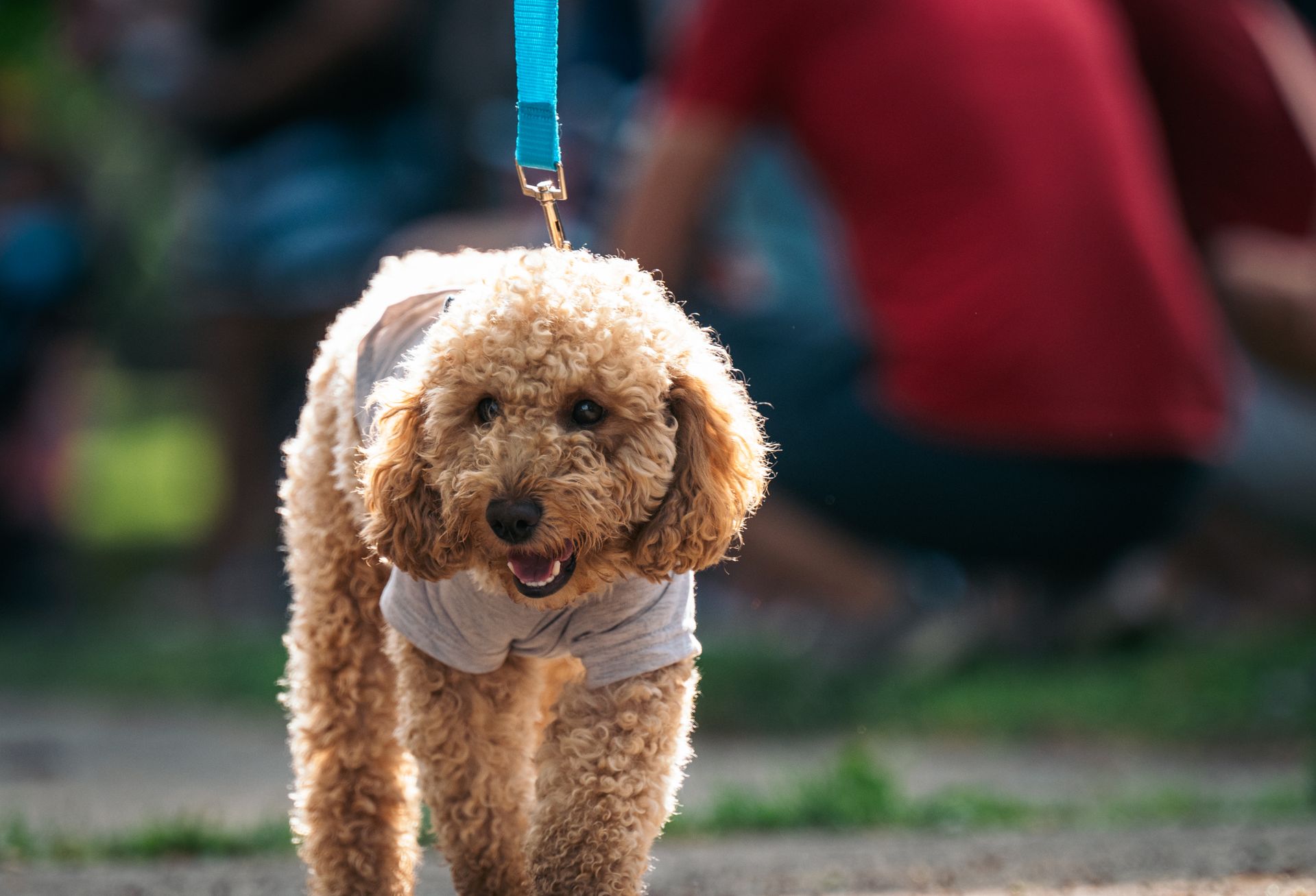A dog walker with dogs