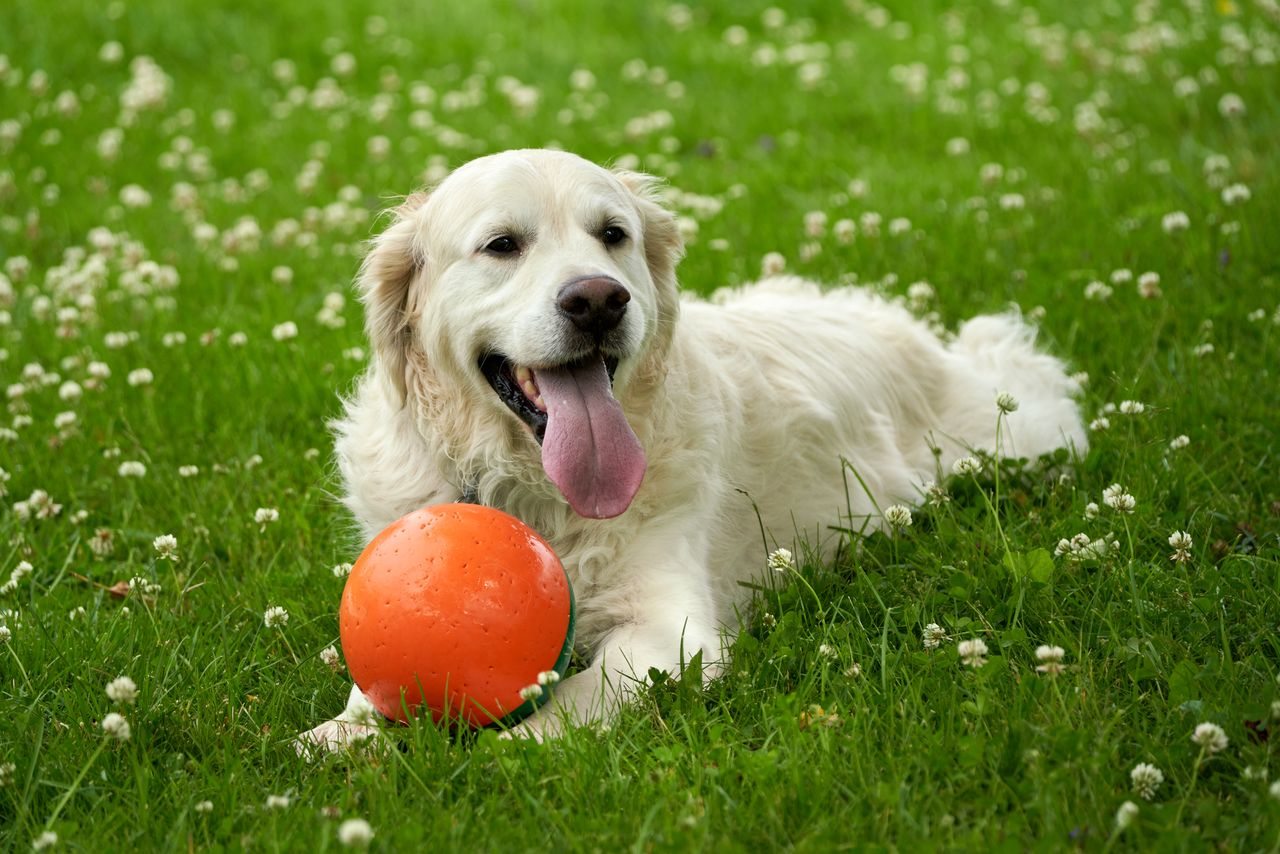 A happy dog outdoors
