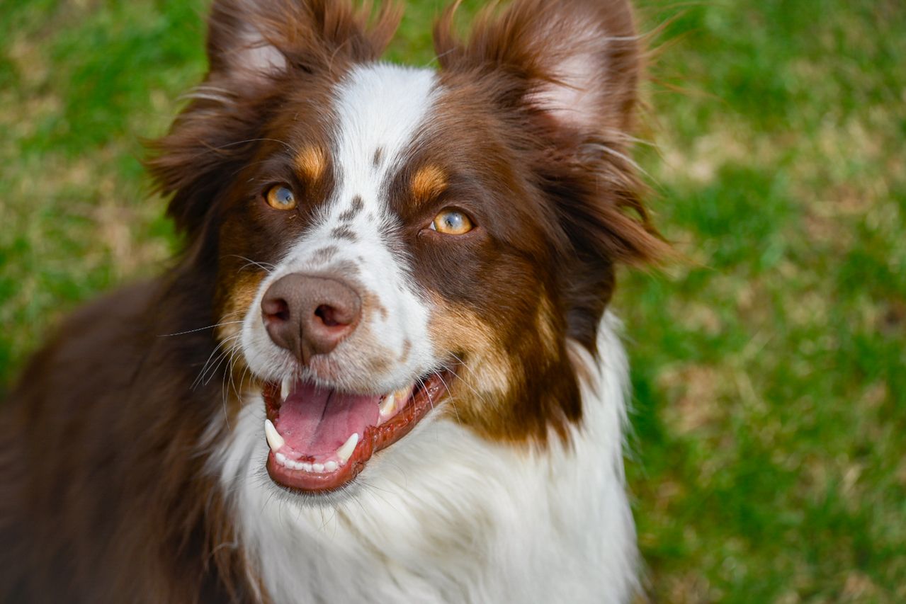 A happy dog outdoors